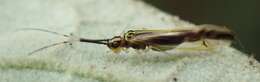 Aphyopsocus prolixus Smithers & Courtenay 1982 resmi