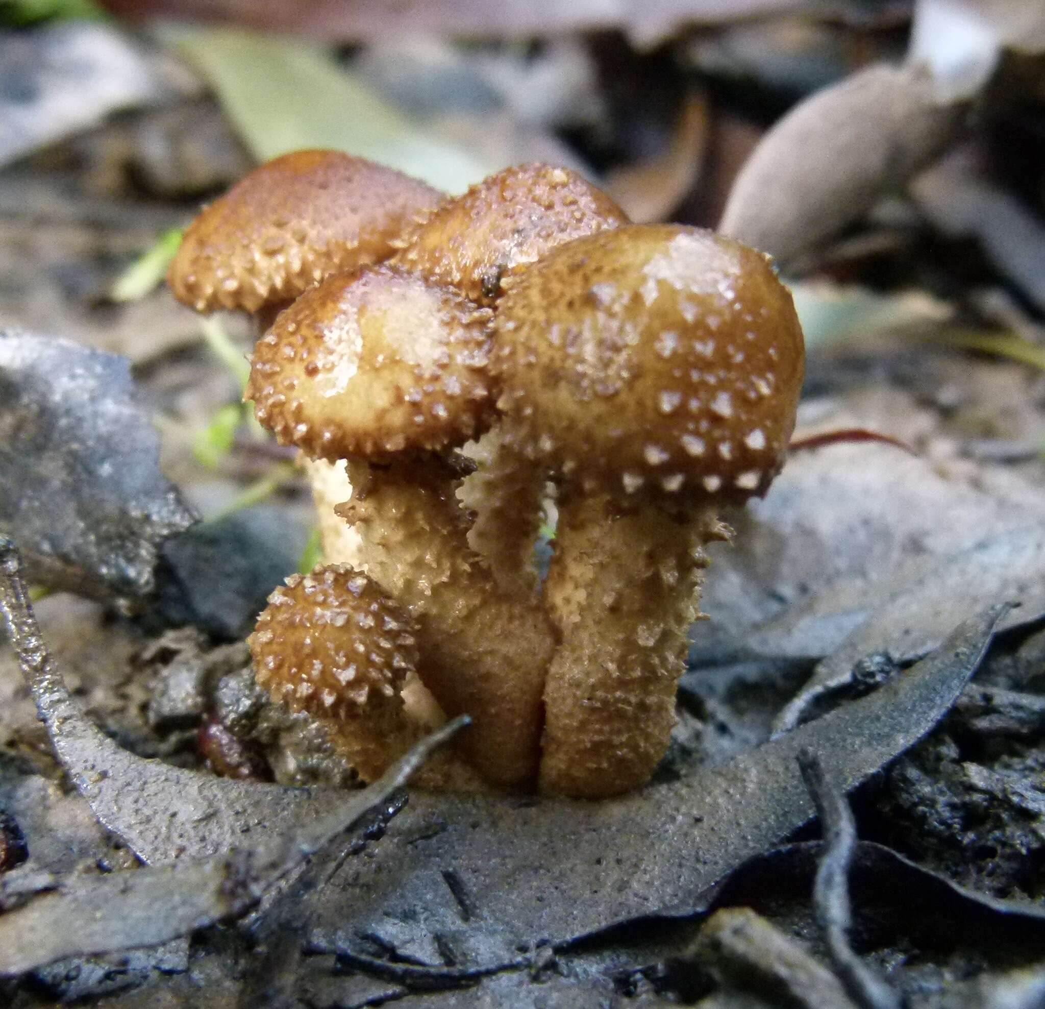 Image of Pholiota squarrosipes Cleland 1933