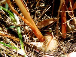 Image de Albuca fragrans Jacq.