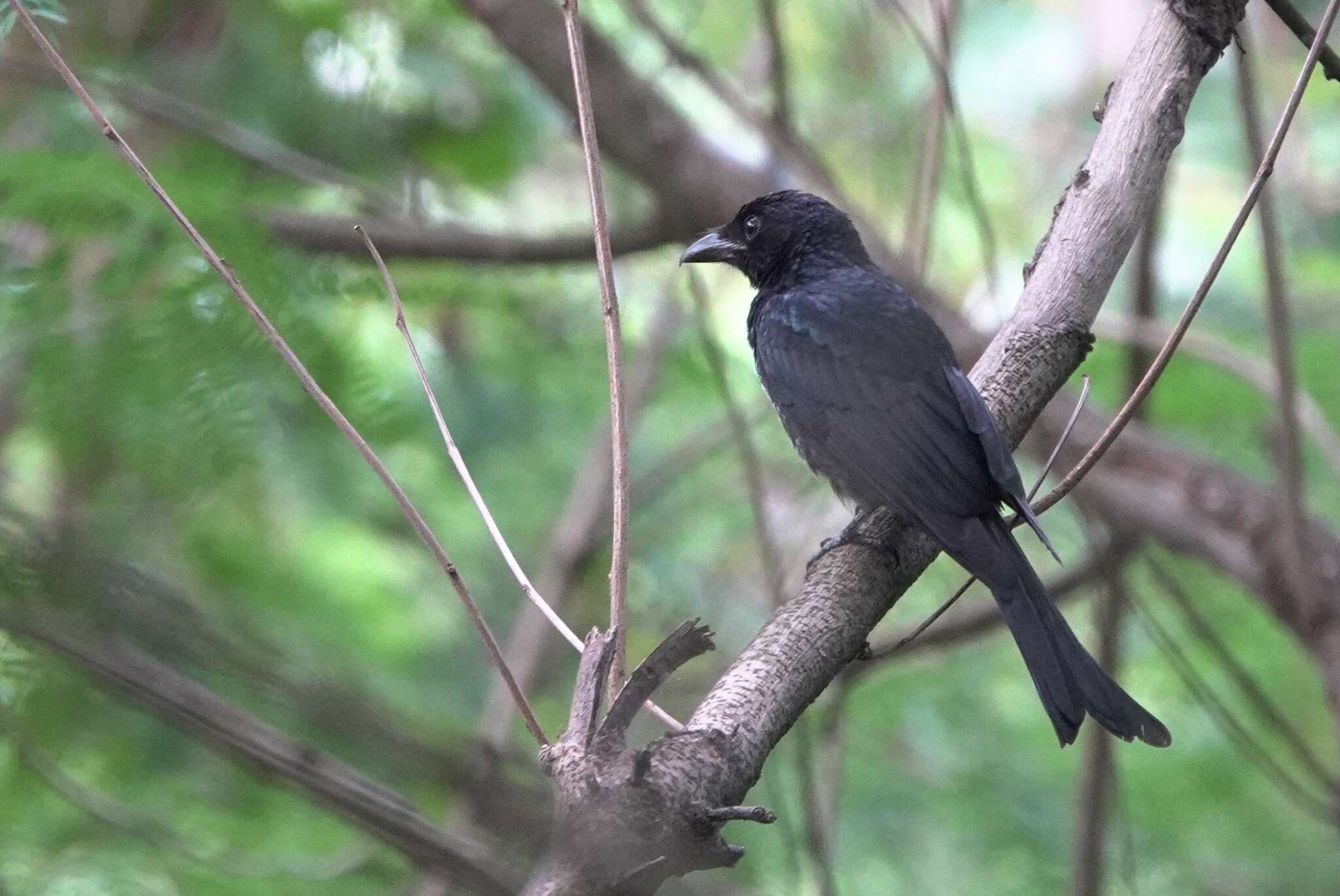 Image of Crow-biled Drongo