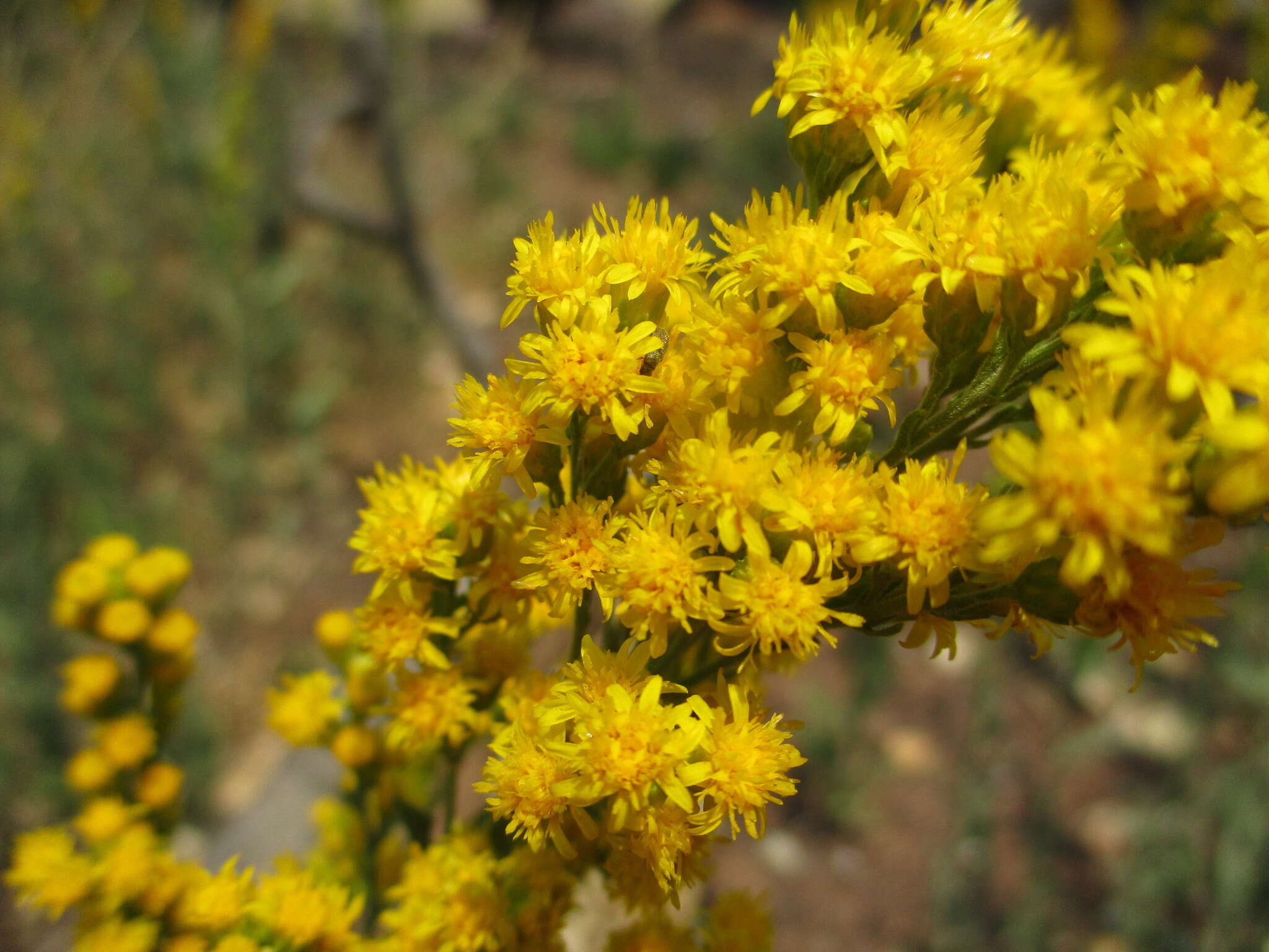 Sivun Solidago velutina DC. kuva