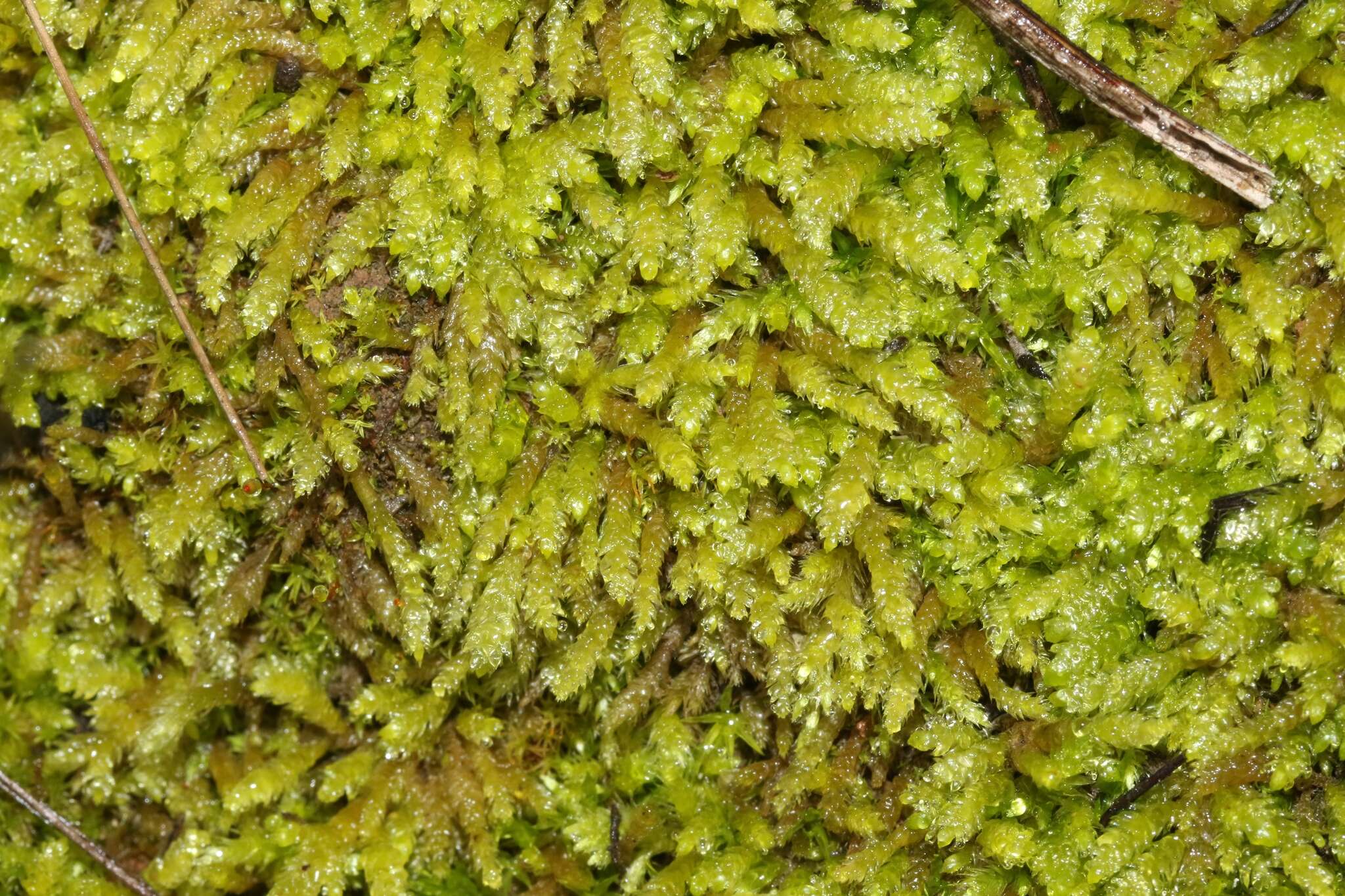 Image of lawn moss