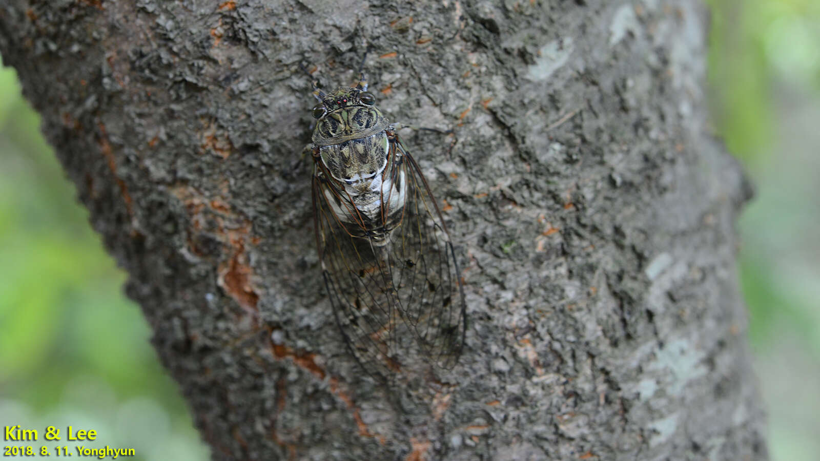 Hyalessa maculaticollis (Motschulsky 1866) resmi