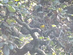 Image of Hooded Yellowthroat