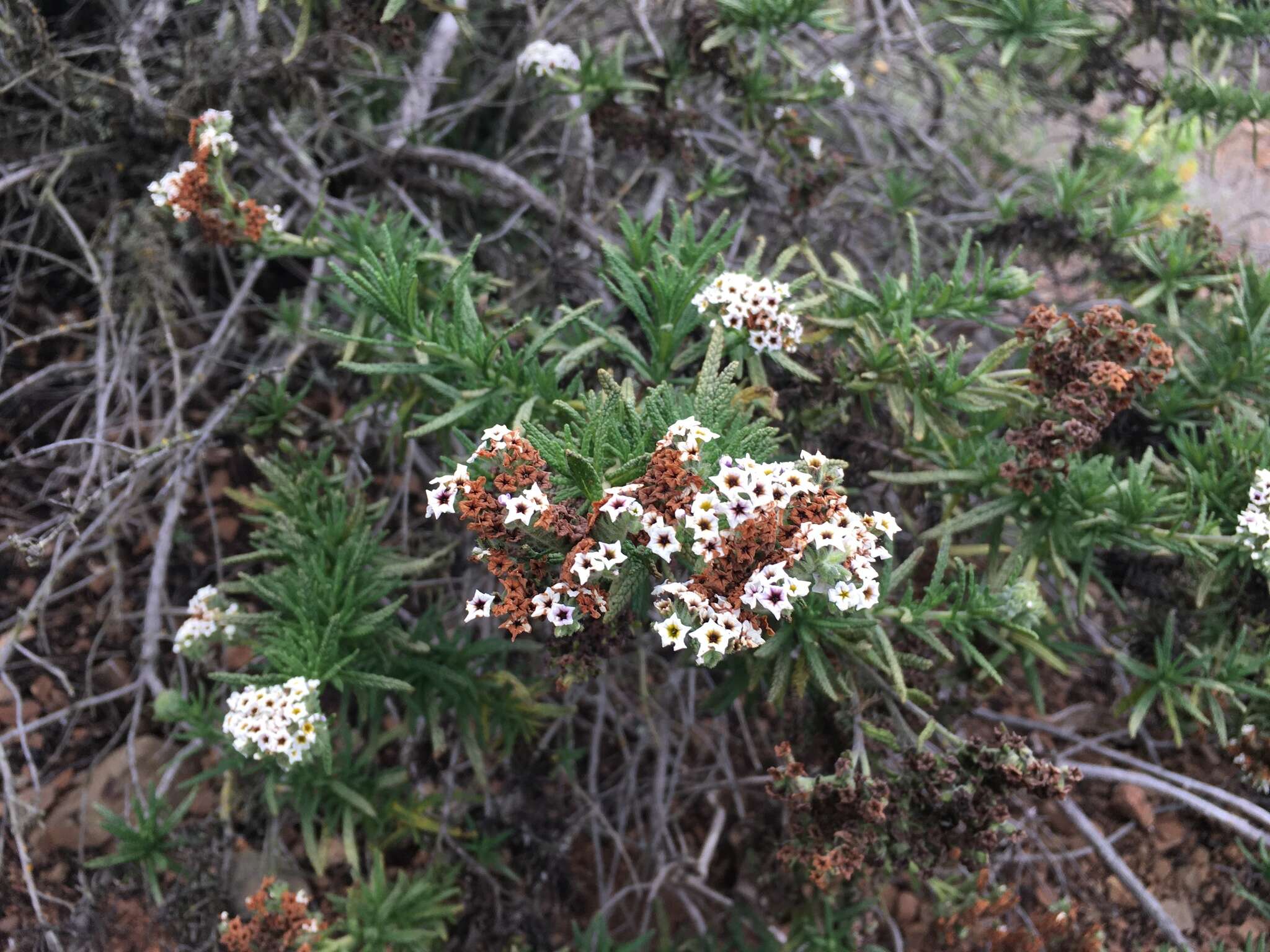 صورة Heliotropium taltalense (Phil.) I. M. Johnst.