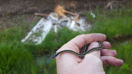 صورة Thamnophis proximus proximus (Say ex James 1823)