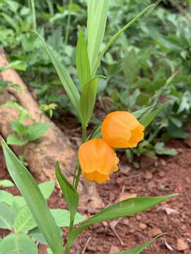 Image of Sandersonia aurantiaca Hook.