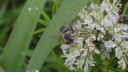 Image of Petulant Leaf-cutter Bee