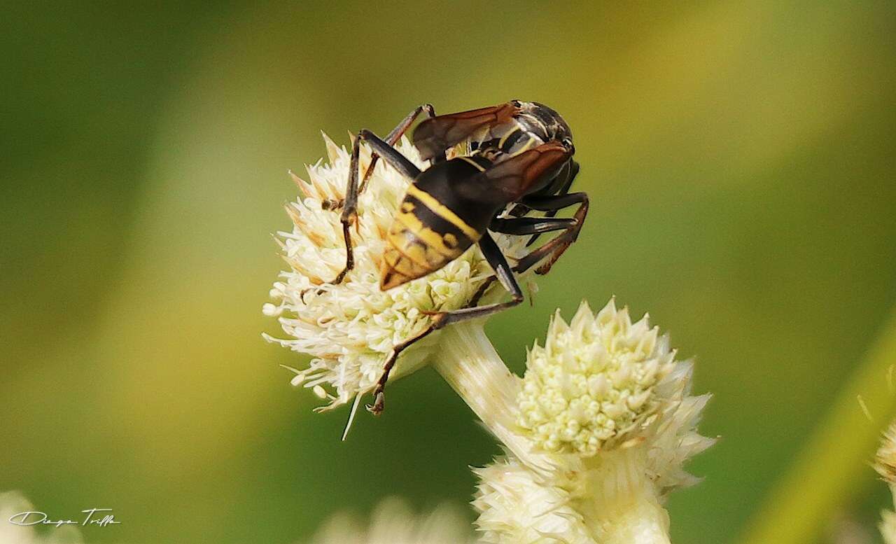 Image of Polistes cinerascens de Saussure 1854