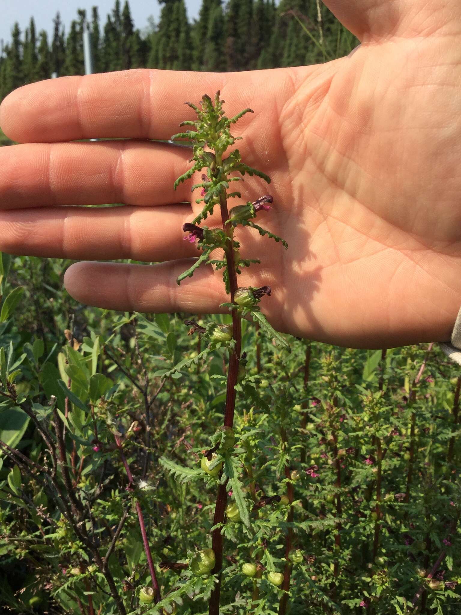 Image of Small-Flower Lousewort