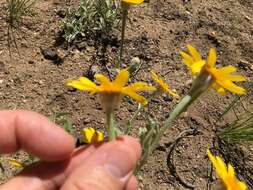 Image of common woolly sunflower