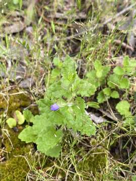 صورة Veronica calycina R. Br.