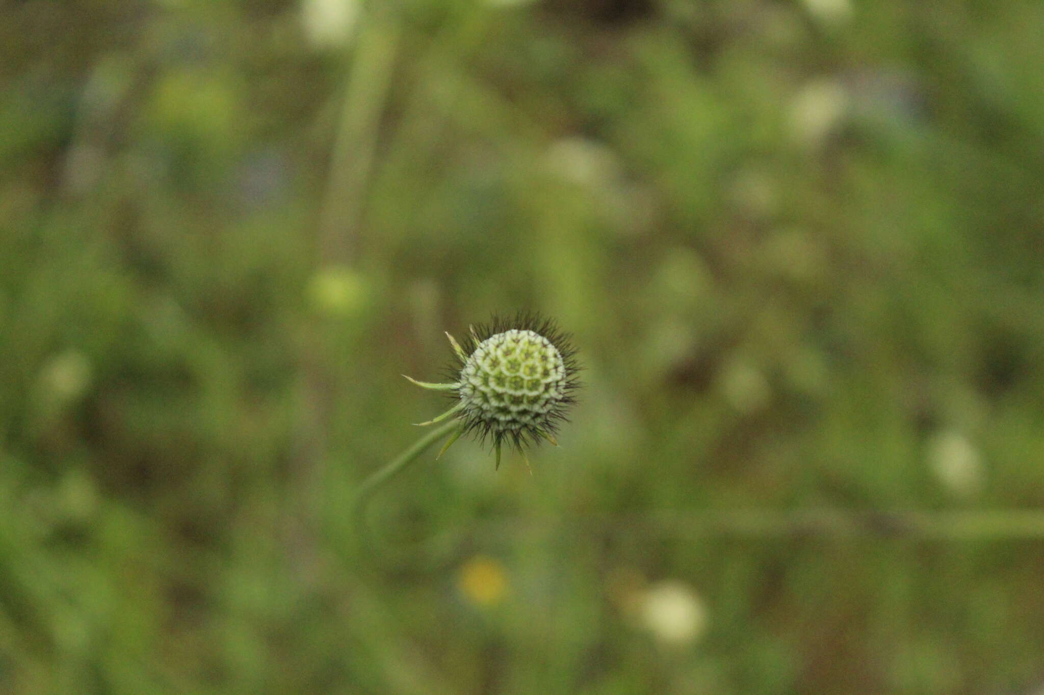 Image of Scabiosa bipinnata C. Koch