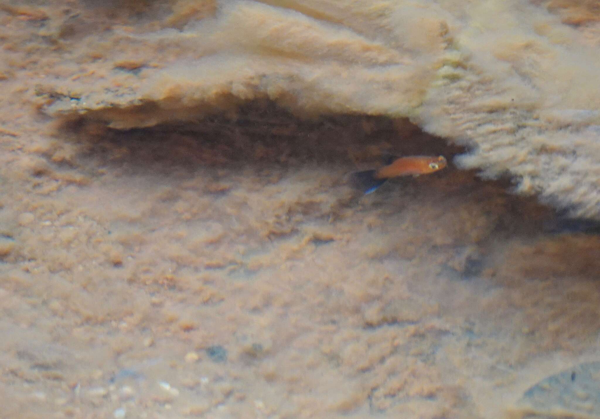 Image of Southern platyfish