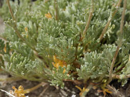 Plancia ëd <i>Artemisia <i>potentilloides</i></i> var. potentilloides