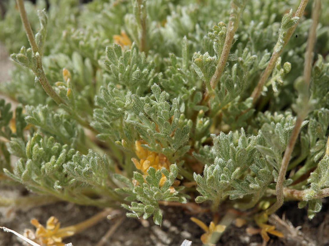 Image of <i>Artemisia <i>potentilloides</i></i> var. potentilloides