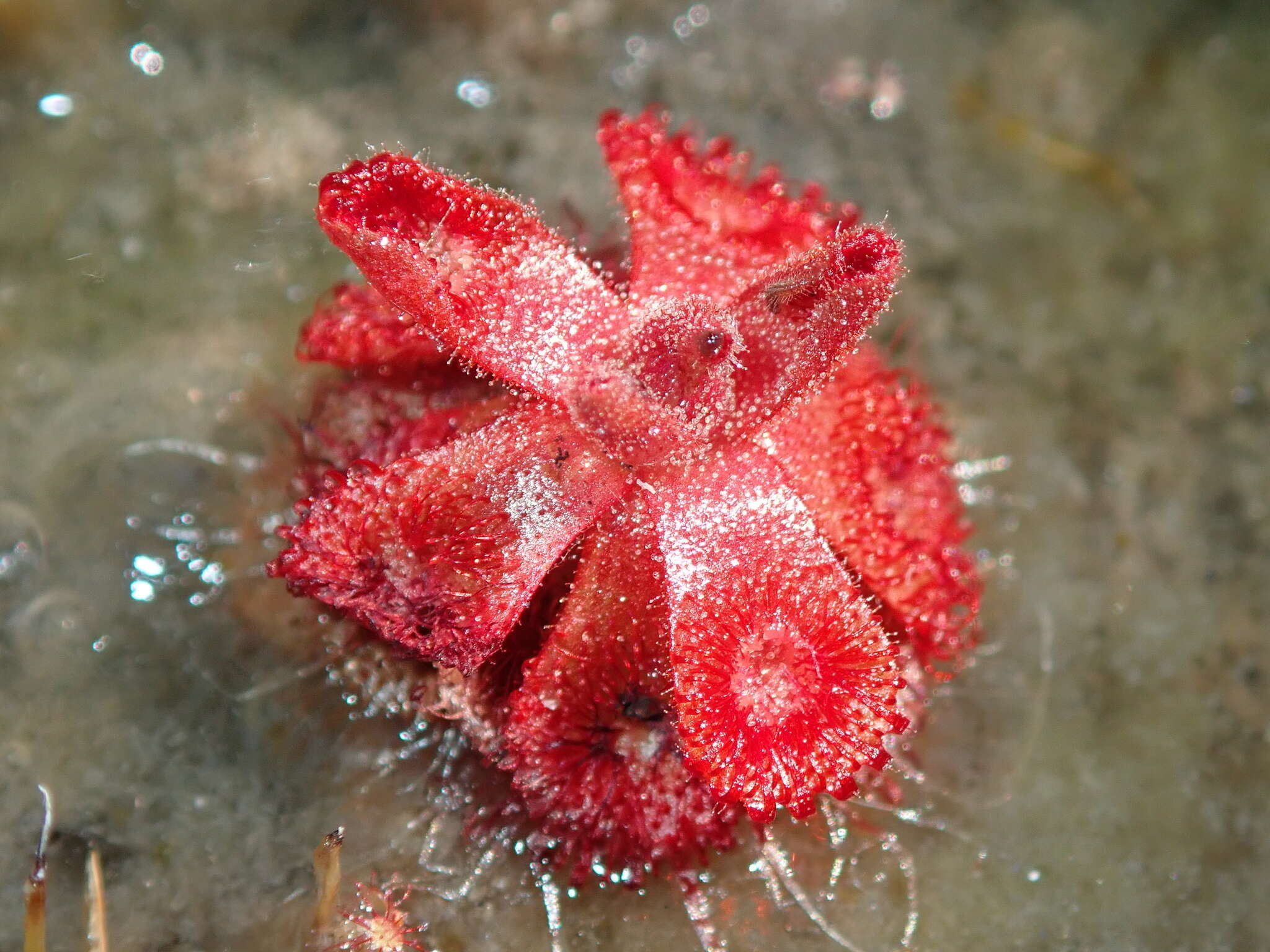 Image of Drosera sessilifolia St. Hil.