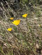 Image of tufted poppy