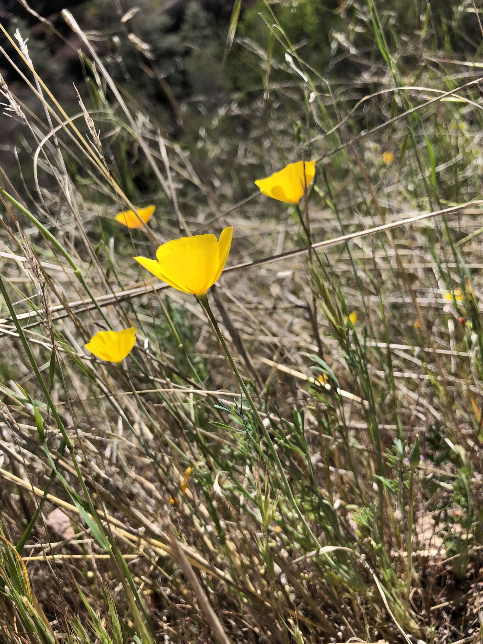 Image of tufted poppy