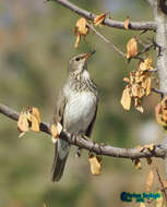 Imagem de Turdus atrogularis Jarocki 1819