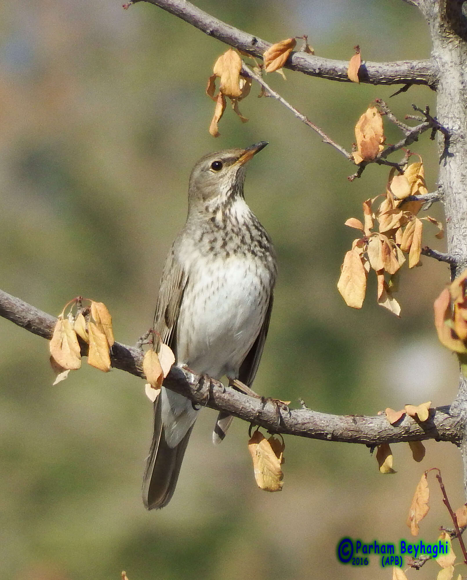 Imagem de Turdus atrogularis Jarocki 1819