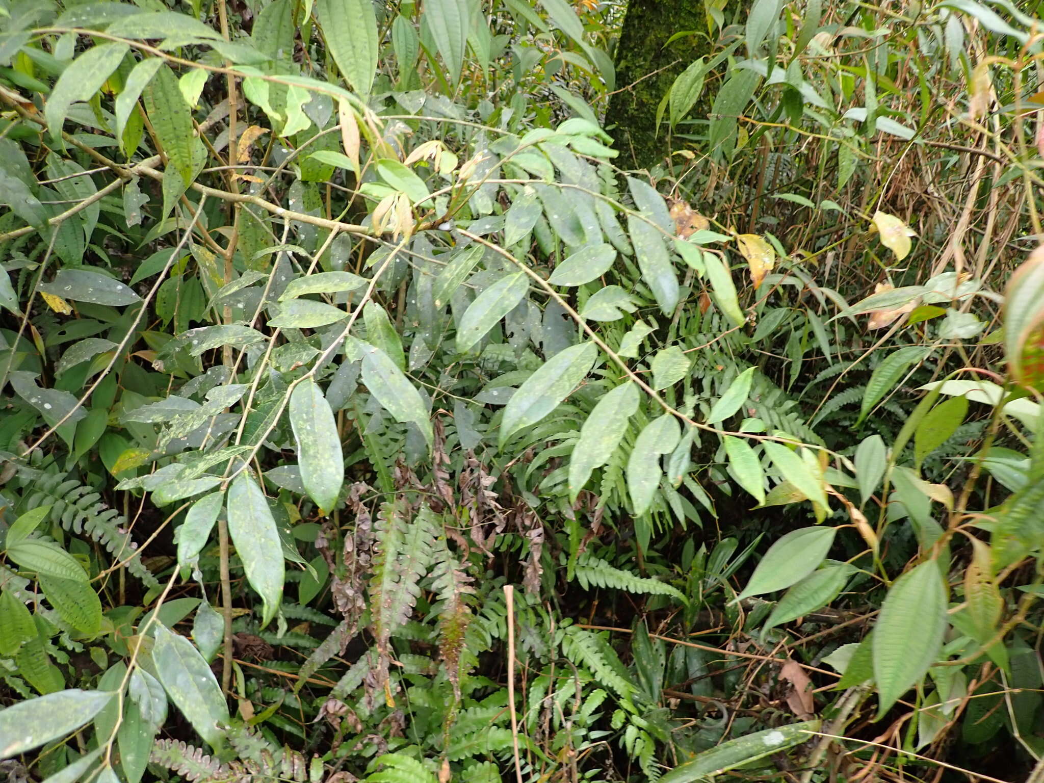 Слика од Phyllanthus meghalayensis Chakrab. & N. P. Balakr.