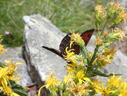 Image of Erebia montanus De Prunner 1798