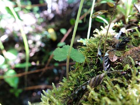 Acianthus sinclairii Hook. fil.的圖片