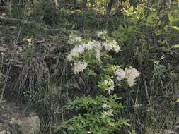 Imagem de Rhododendron alabamense Rehder