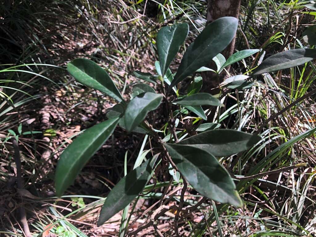 Plancia ëd Psychotria daphnoides A. Cunn. ex Hook.