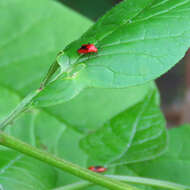 Tropidosteptes cardinalis Uhler 1878的圖片