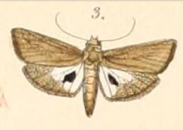 Image of <i>Imma atrosignata</i> Felder 1861