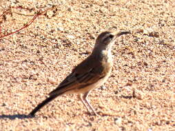 Image of Certhilauda subcoronata bradshawi (Sharpe 1904)