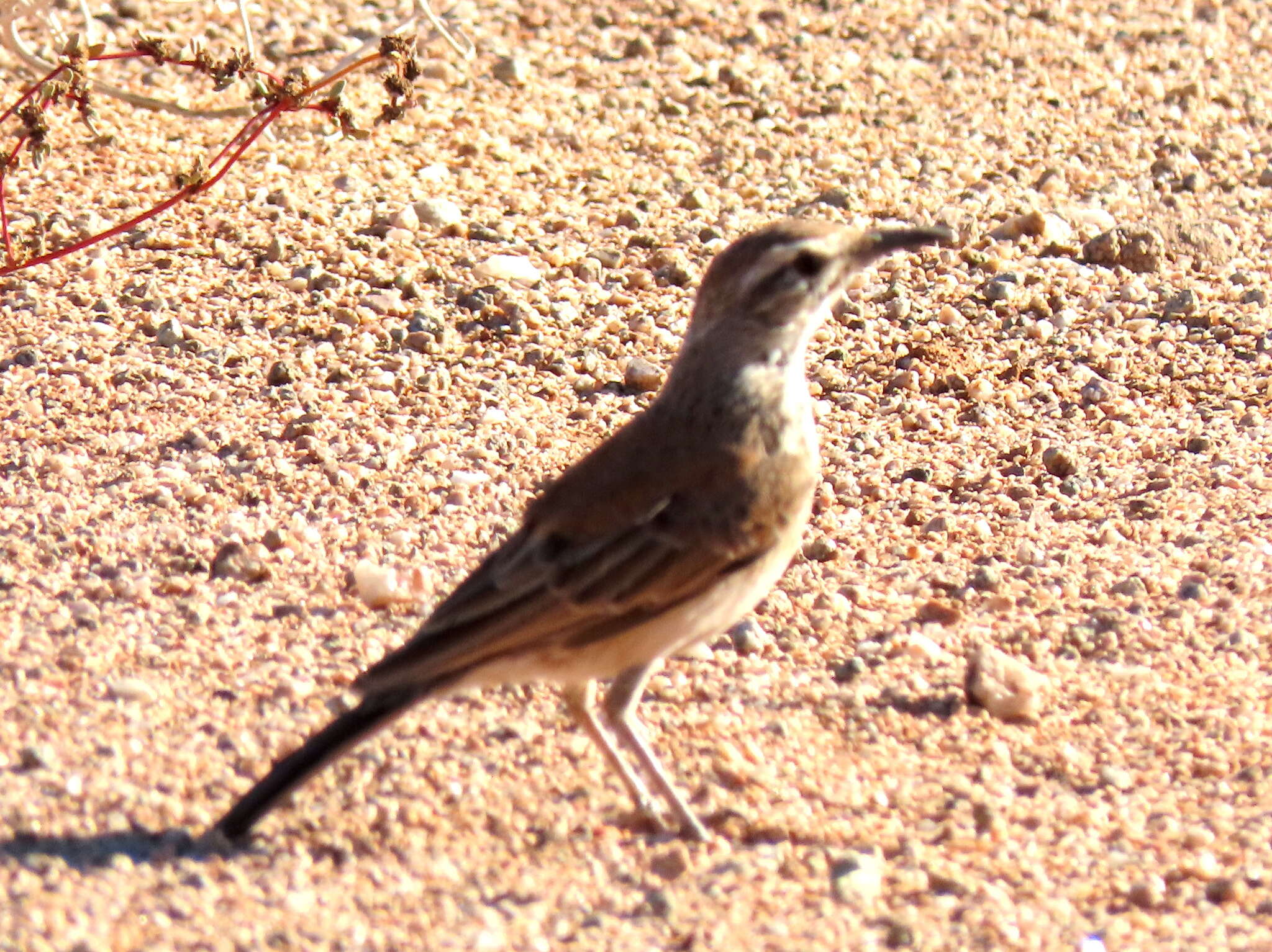 Image of Certhilauda subcoronata bradshawi (Sharpe 1904)