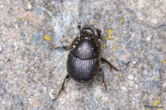 Слика од Onthophagus (Palaeonthophagus) joannae Goljan 1953