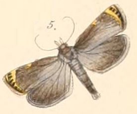 Image of <i>Imma costipuncta</i> Felder 1874