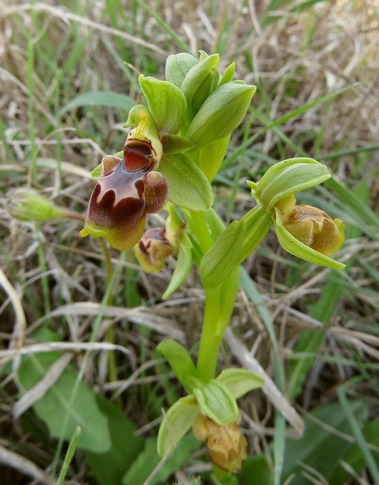 Image of Ophrys umbilicata subsp. flavomarginata (Renz) Faurh.