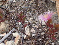 Ruschia virgata (Haw.) L. Bol. resmi