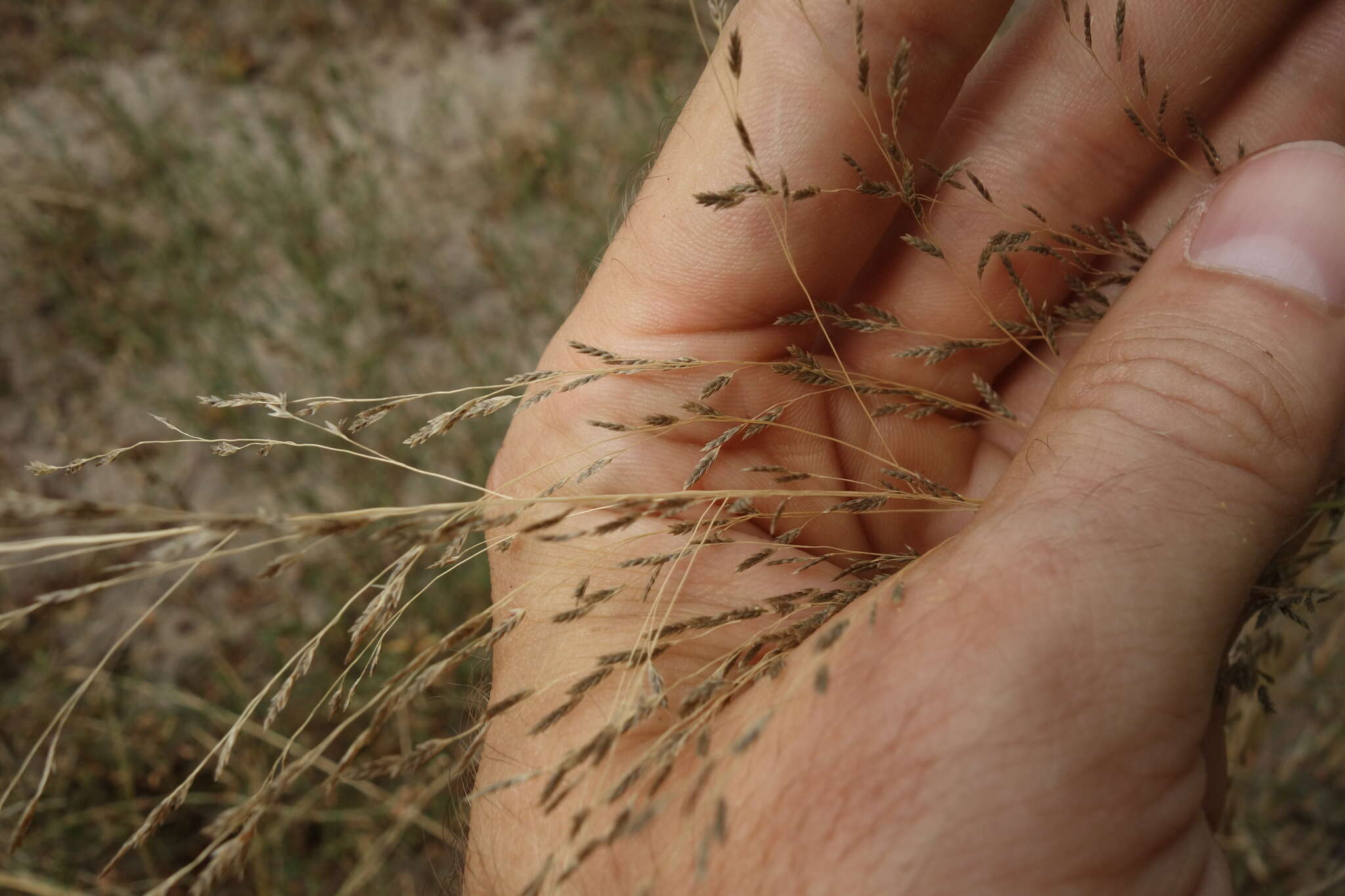 Image de Eragrostis Wolf