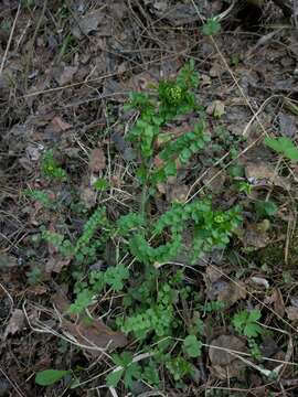 Image of Cardamine dentata Schult.