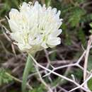 Image of Allium erdelii Zucc.