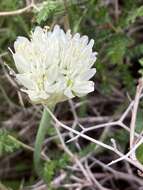 Image of Allium erdelii Zucc.