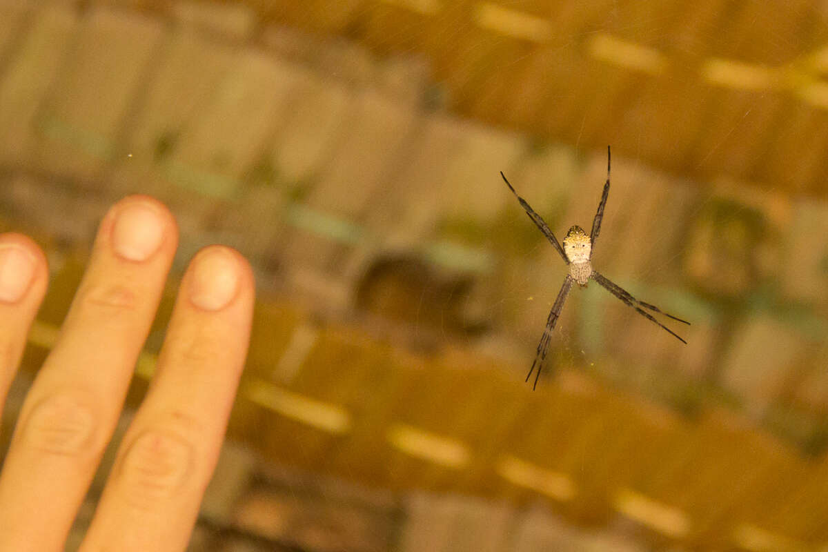 Image of Garden spider