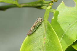 Image of Macugonalia cavifrons (Stal 1862)