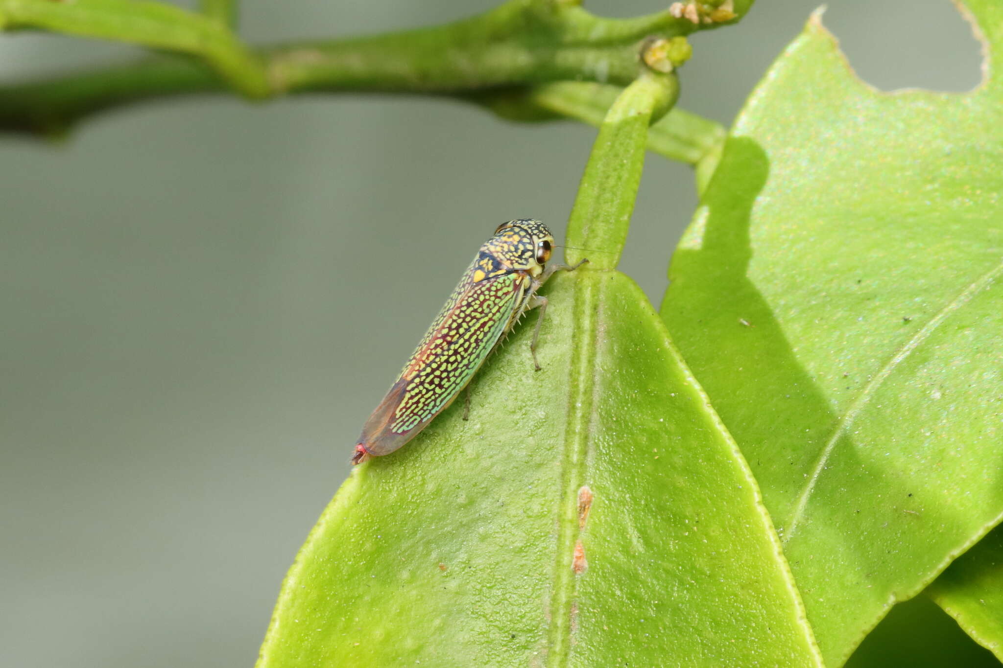 Image of Macugonalia cavifrons (Stal 1862)