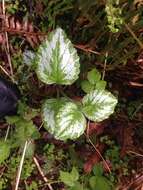 Image of Lamium galeobdolon subsp. argentatum (Smejkal) J. Duvign.