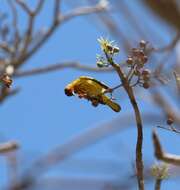 Image de Setophaga petechia aequatorialis (Sundevall 1869)