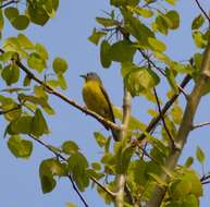 Leiothlypis ruficapilla ruficapilla (Wilson & A 1811) resmi