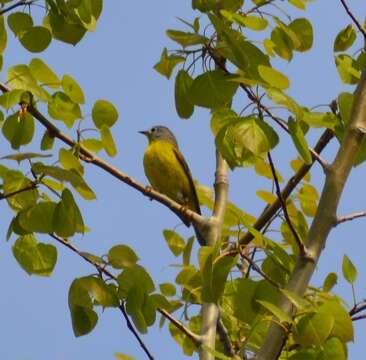 Sivun Leiothlypis ruficapilla ruficapilla (Wilson & A 1811) kuva