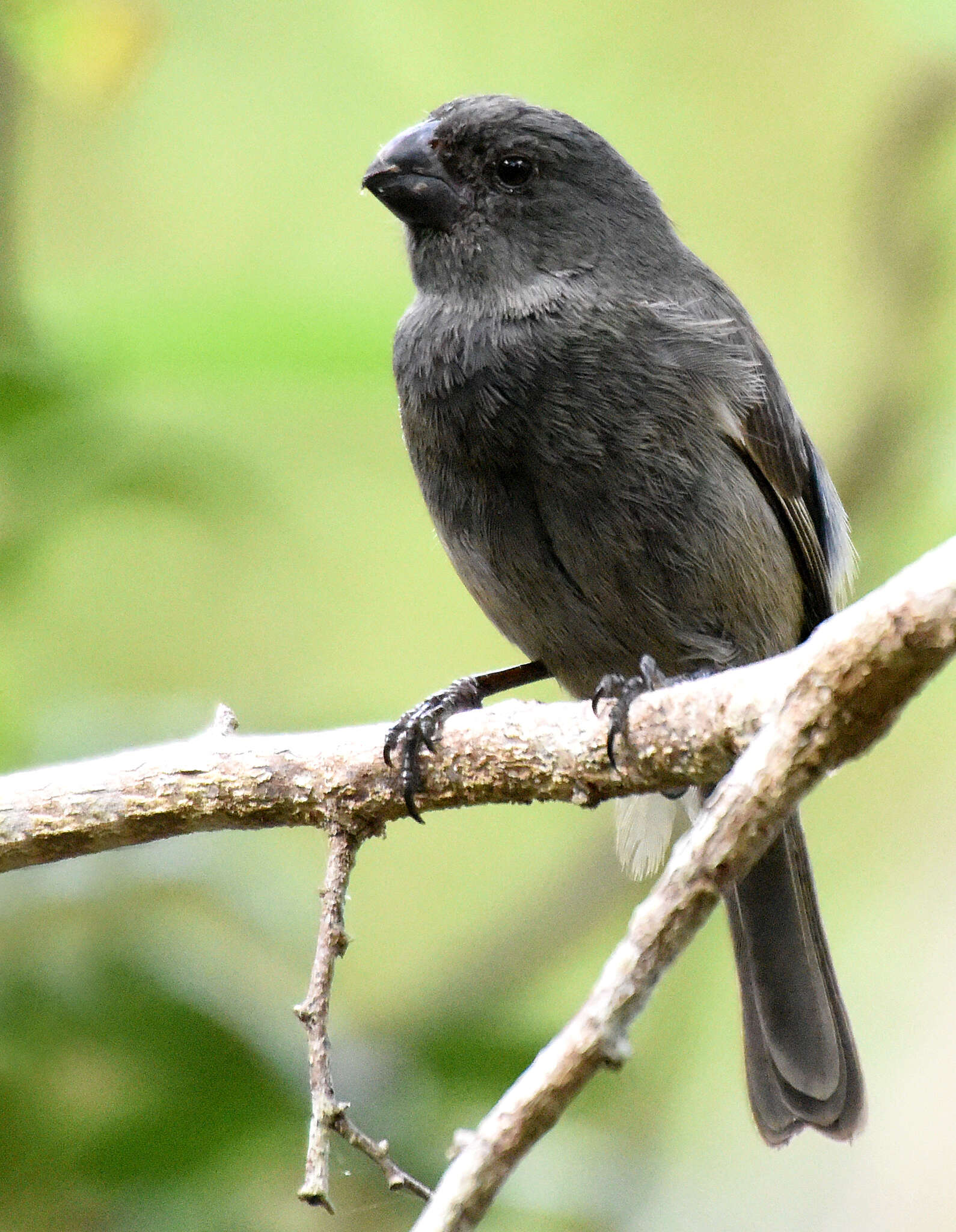 صورة Melopyrrha nigra taylori Hartert 1896